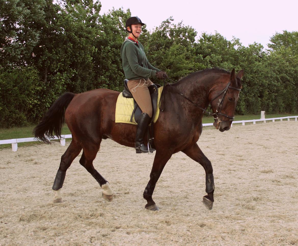 Oldenborg Kalle - Dressur hos far billede 9