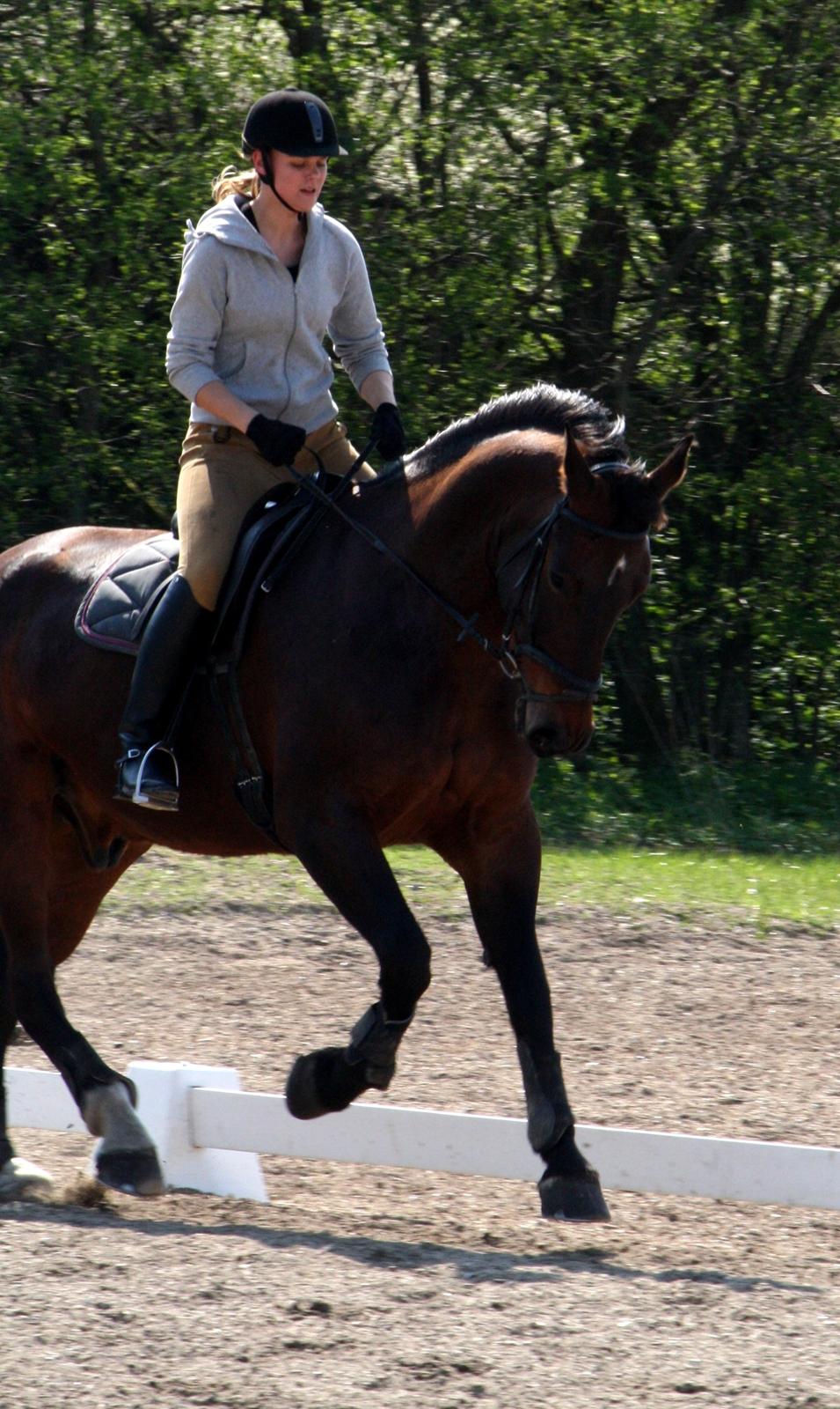 Oldenborg Kalle - Billede fra da jeg startede med ham billede 4