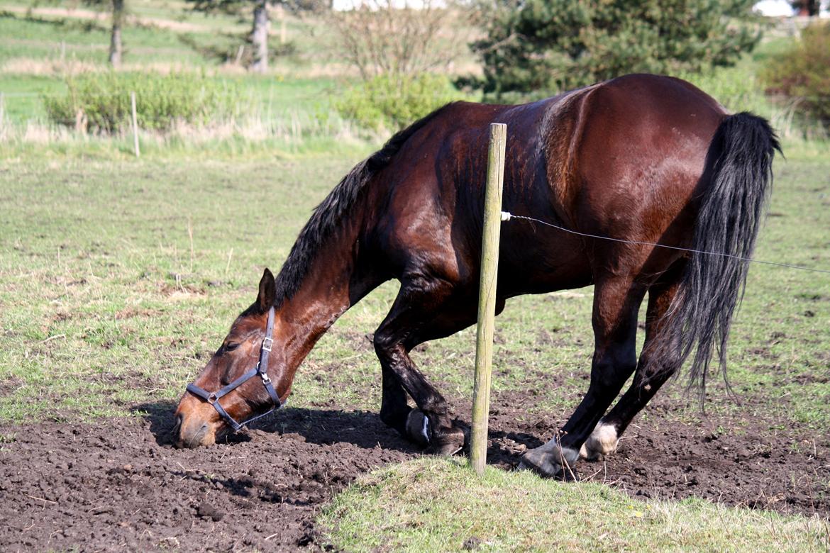 Oldenborg Kalle - uhhhh, skal lige til at rulle sig! billede 6