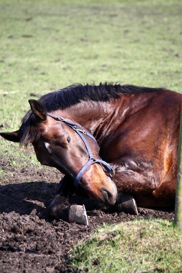 Oldenborg Kalle - Puttegøj :) billede 17