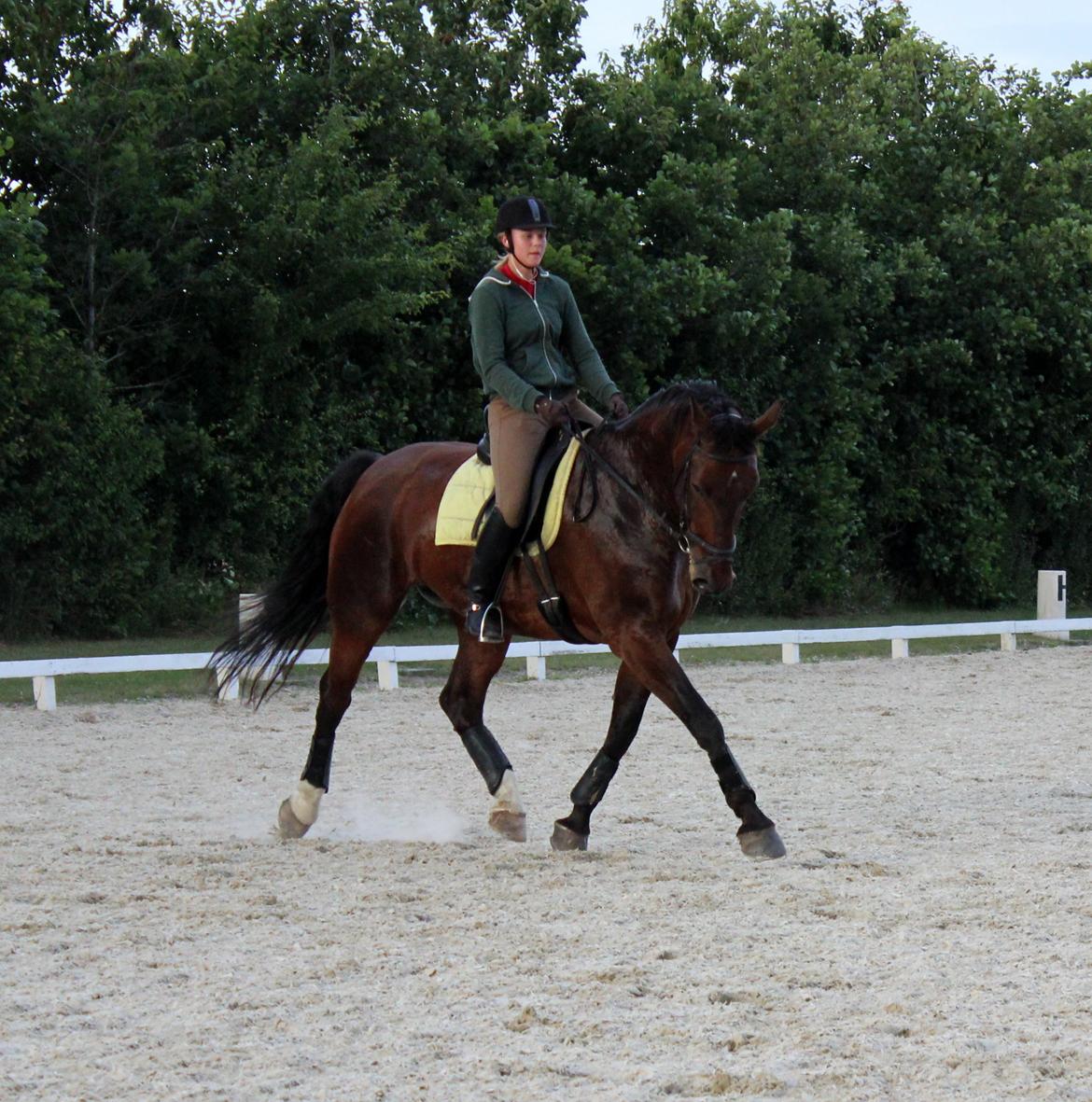 Oldenborg Kalle - Ridning hos far billede 18