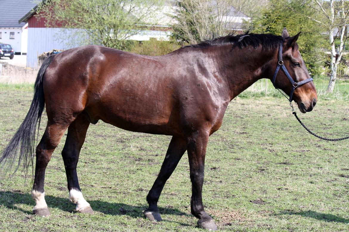 Oldenborg Kalle - Billede fra da jeg startede med ham billede 2