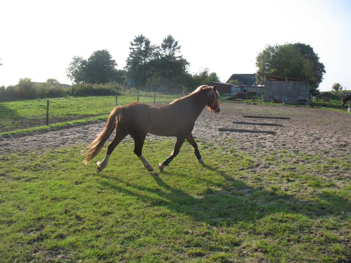 Welsh Pony af Cob-type (sec C) Rosengårdens Neilina billede 4