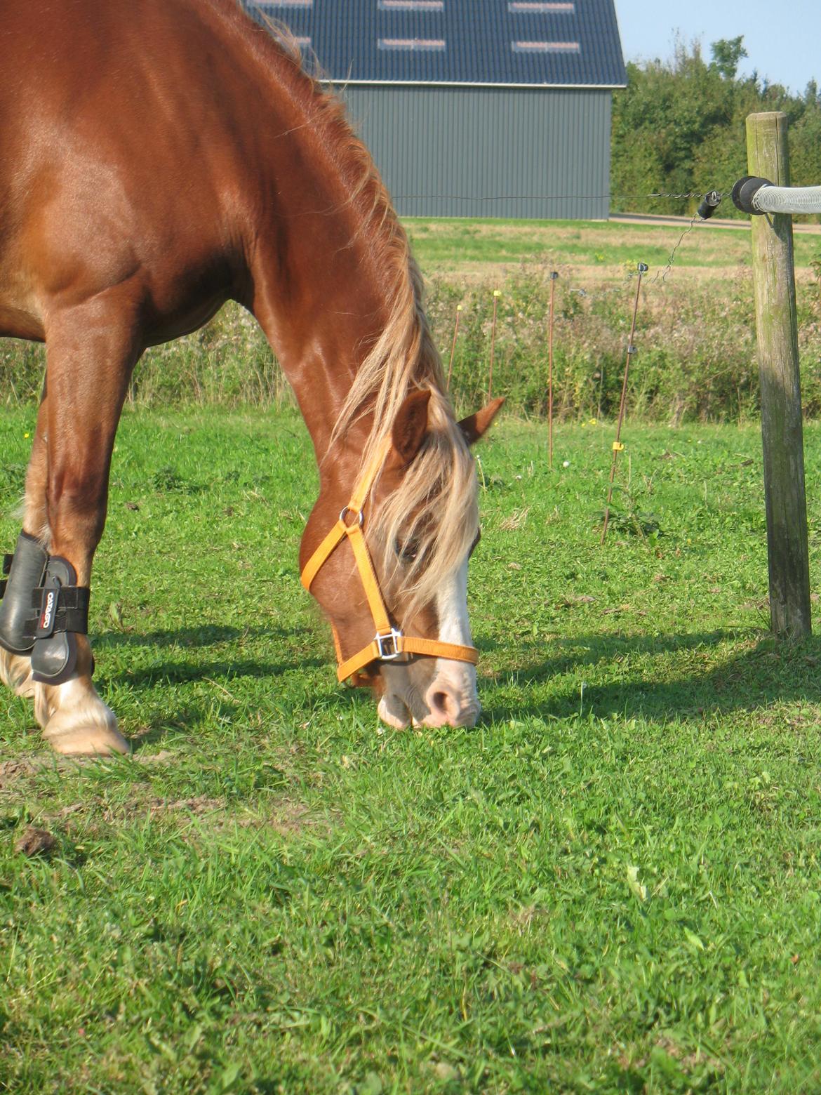 Welsh Pony af Cob-type (sec C) Rosengårdens Neilina billede 6