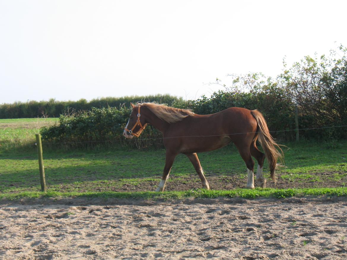 Welsh Pony af Cob-type (sec C) Rosengårdens Neilina billede 7