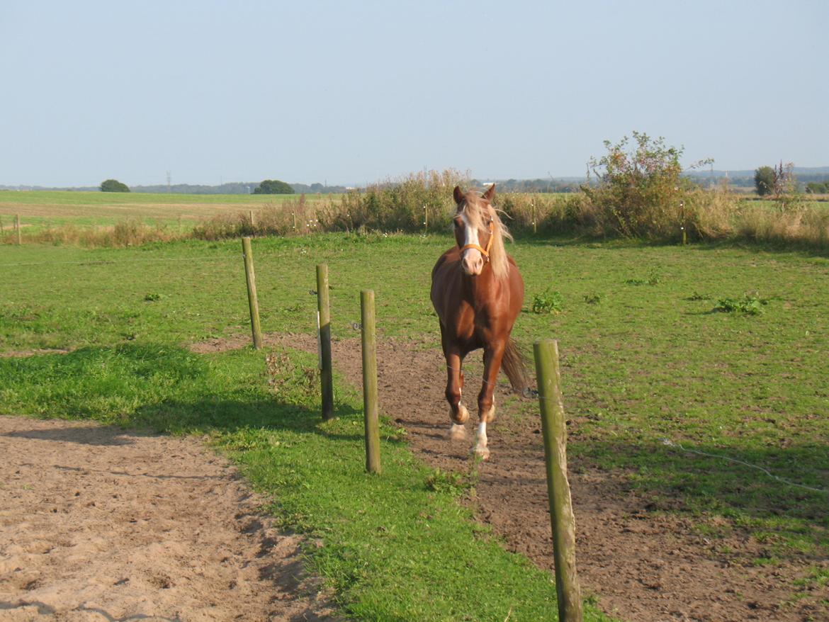 Welsh Pony af Cob-type (sec C) Rosengårdens Neilina billede 8
