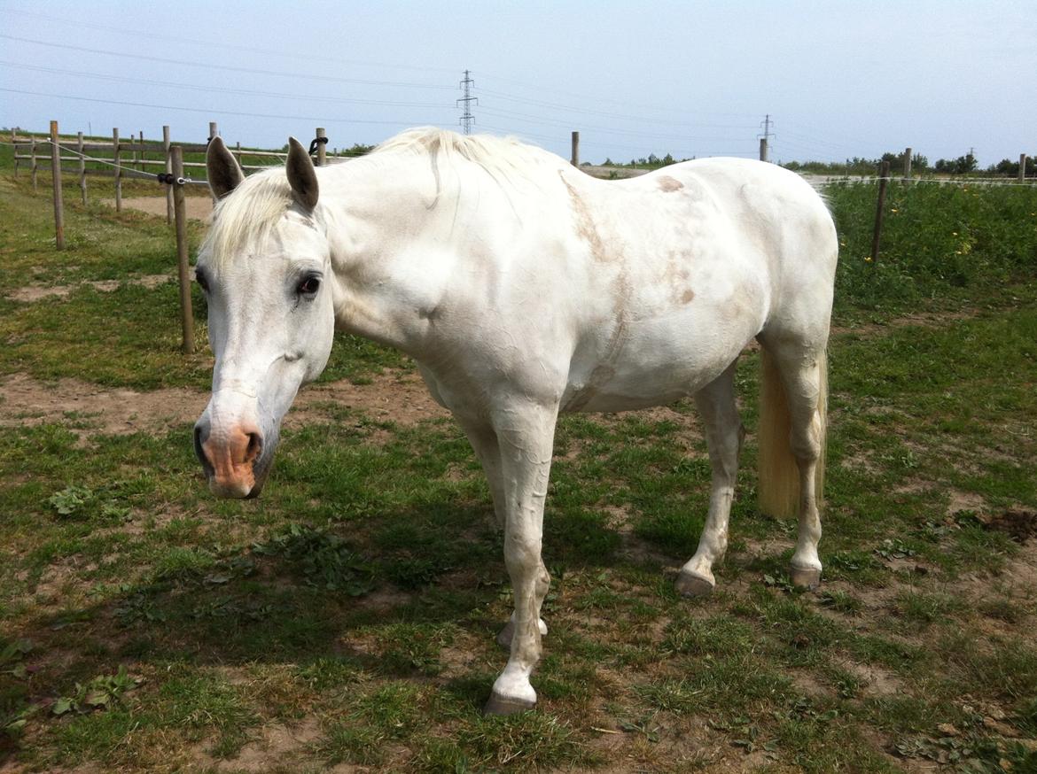 Anden særlig race Sunshine billede 11