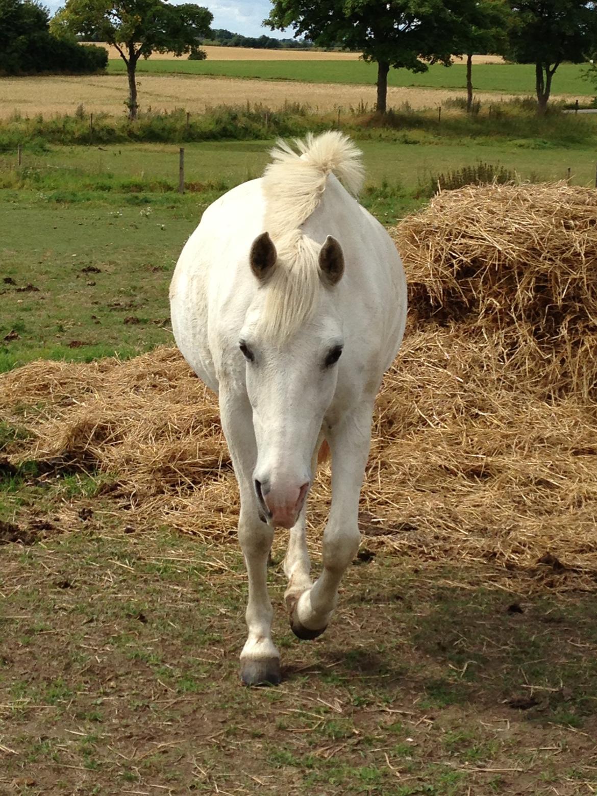Anden særlig race Sunshine billede 13