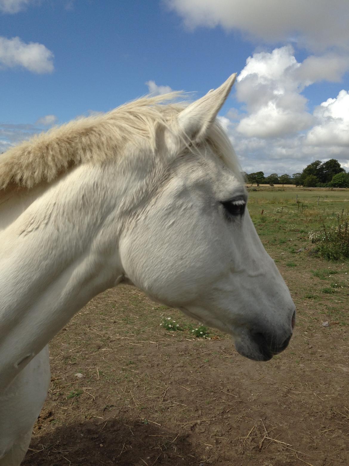 Anden særlig race Sunshine billede 14