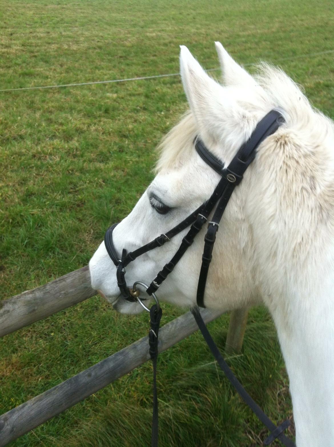 Anden særlig race Sunshine billede 12