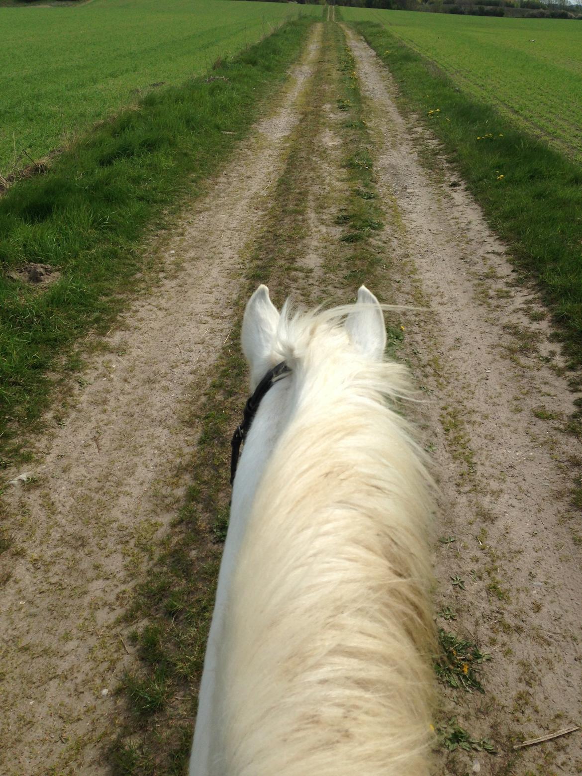 Anden særlig race Sunshine billede 16