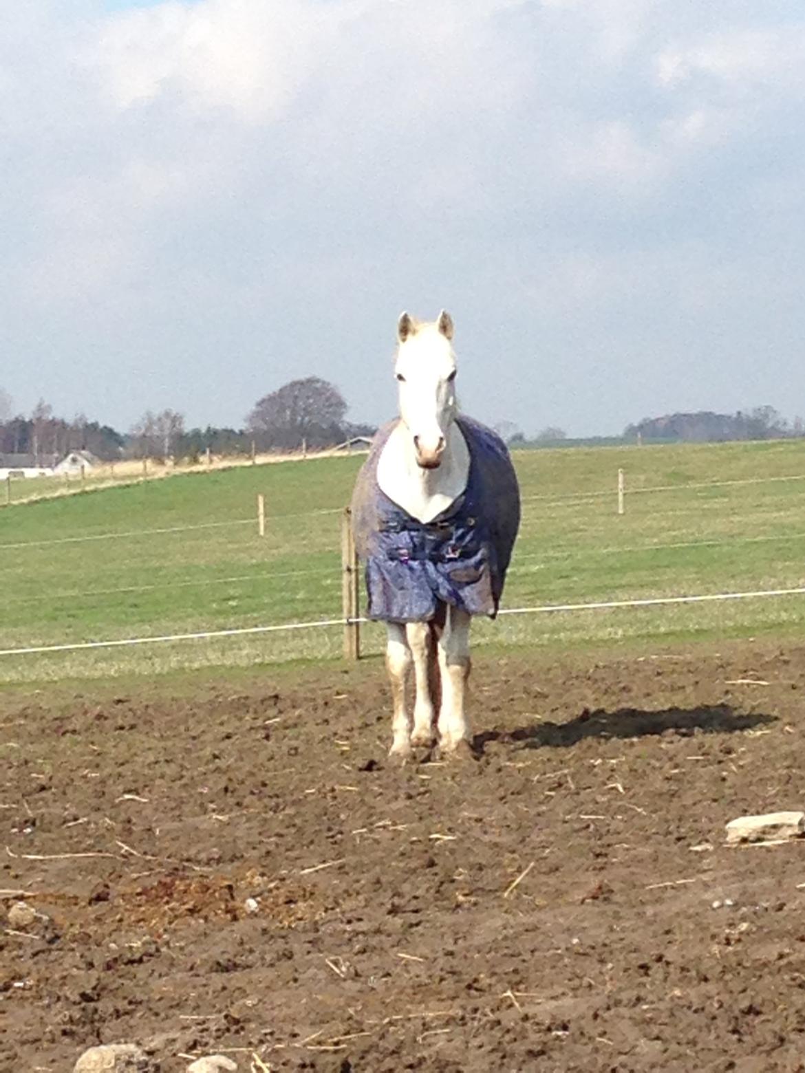 Anden særlig race Sunshine billede 15