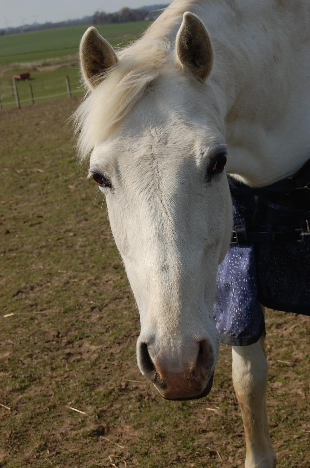 Anden særlig race Sunshine billede 18