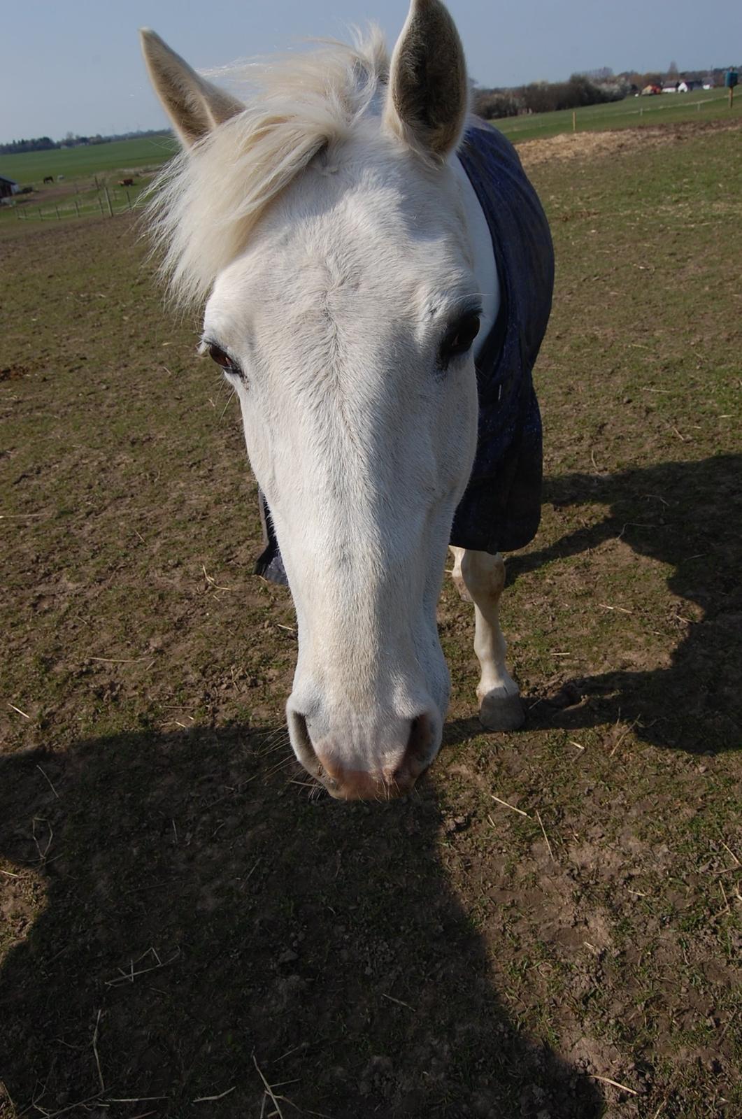 Anden særlig race Sunshine billede 17
