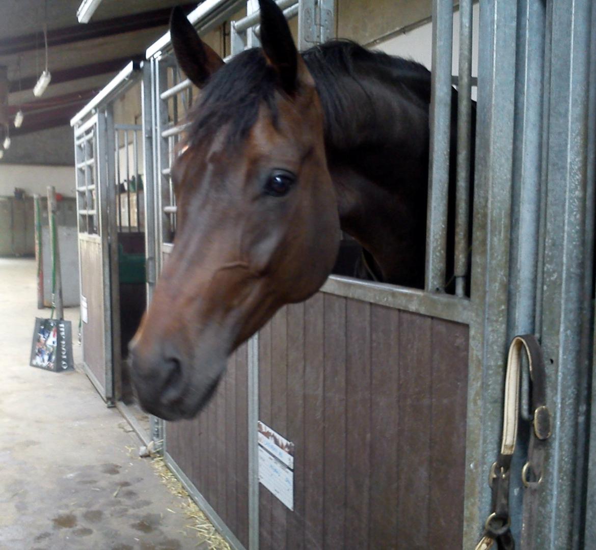 Hannoveraner Laureanos Ass billede 6