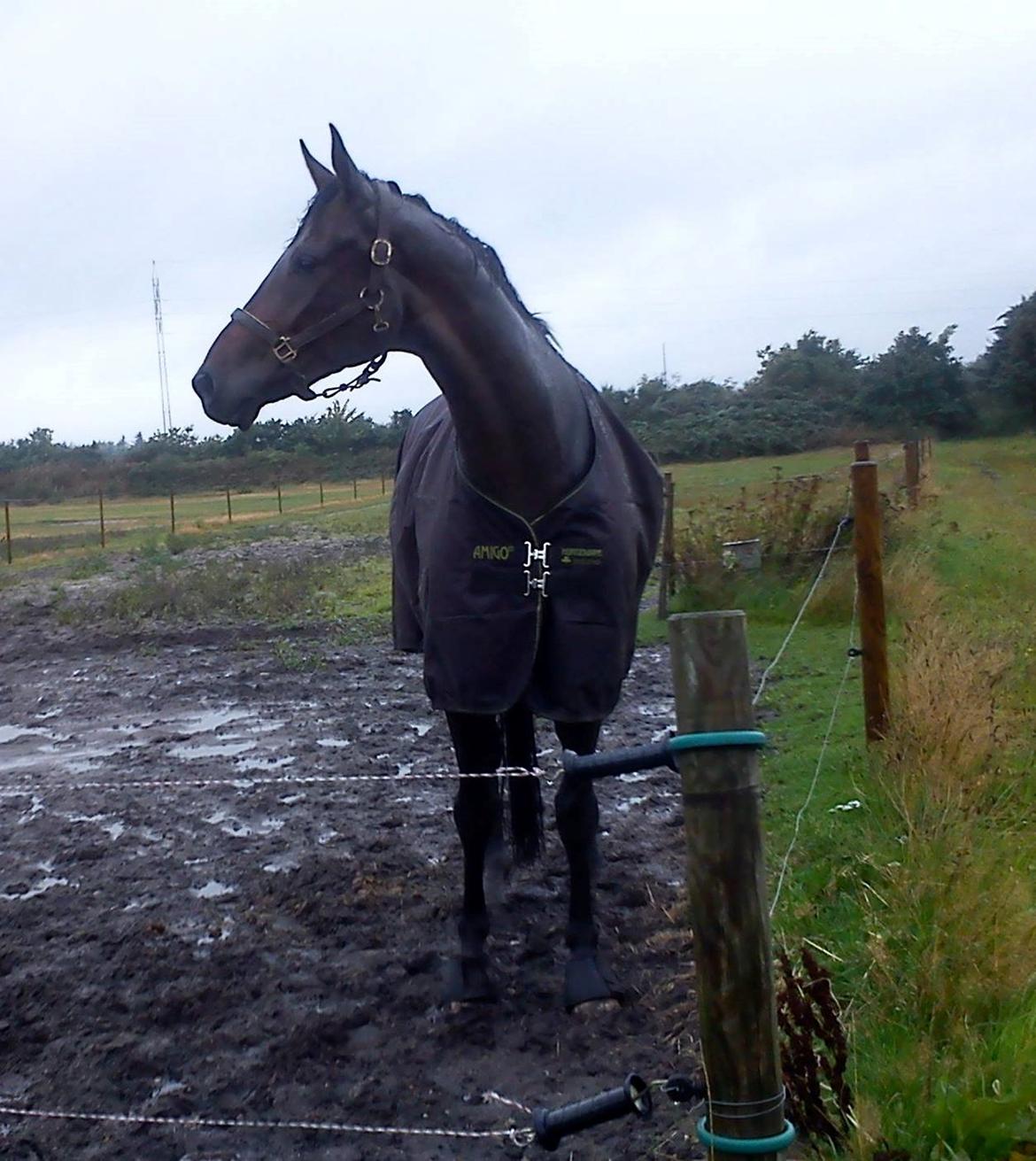 Hannoveraner Laureanos Ass billede 11