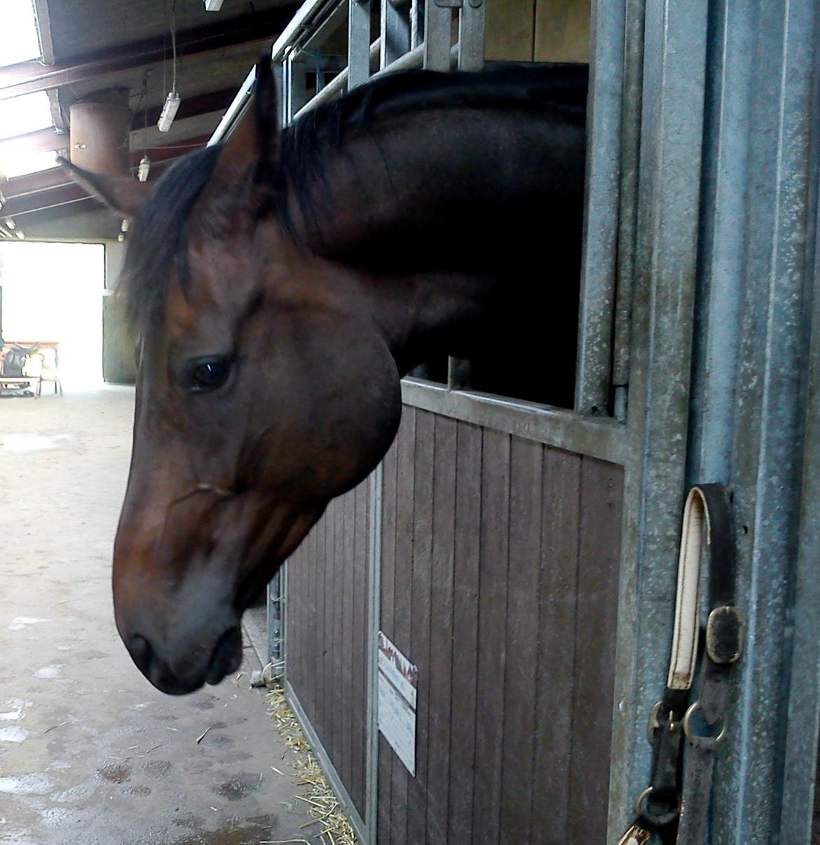 Hannoveraner Laureanos Ass billede 10