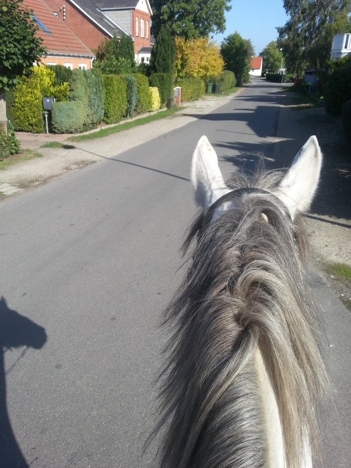 Anden særlig race Isha billede 14