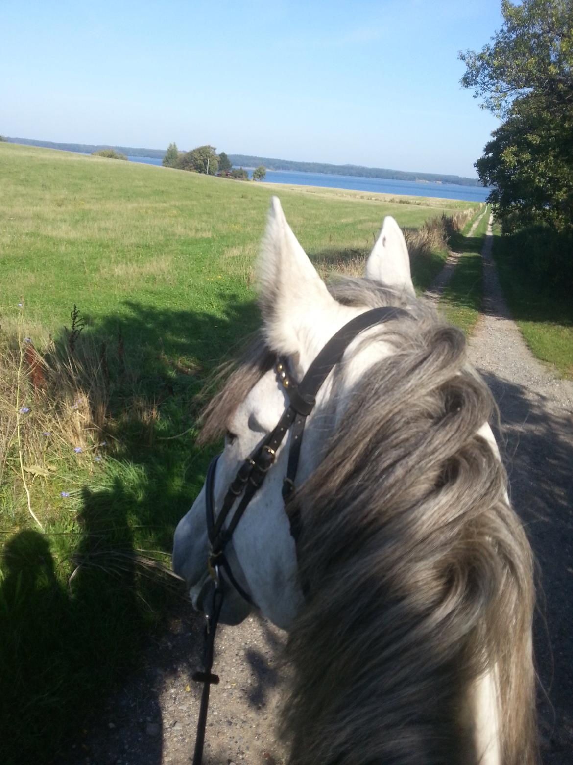 Anden særlig race Isha billede 2