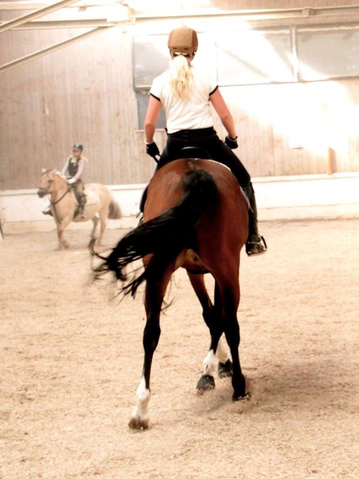 Dansk Varmblod Fantasy  - dressur træning august 2014. i en shenkelvending :) foto.josephine billede 18