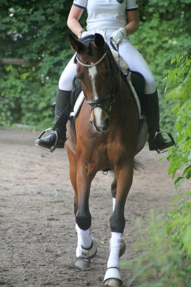 Dansk Varmblod Fantasy  - Opvarmning til dressur stævne på SBGR sommer 2014. foto: josephine billede 26