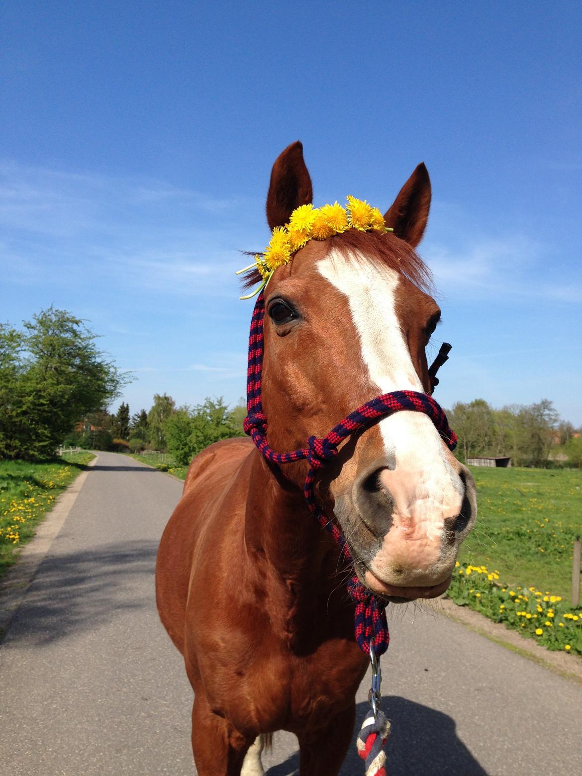 Anden særlig race O'malley (Malle) - Ponyen er kawaii! <3 <3 billede 11