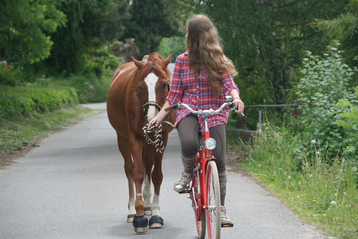 Anden særlig race O'malley (Malle) - Jeg cykler ikke en tur med min hund.. Jeg cykler en tur med min hest! billede 14