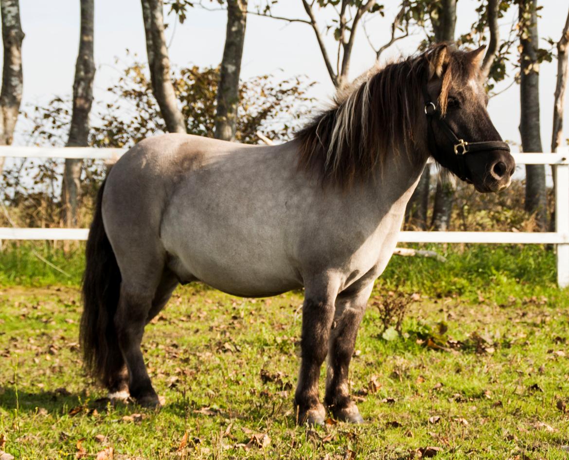 Shetlænder Østergårdens Combardo ''Pony'' billede 12