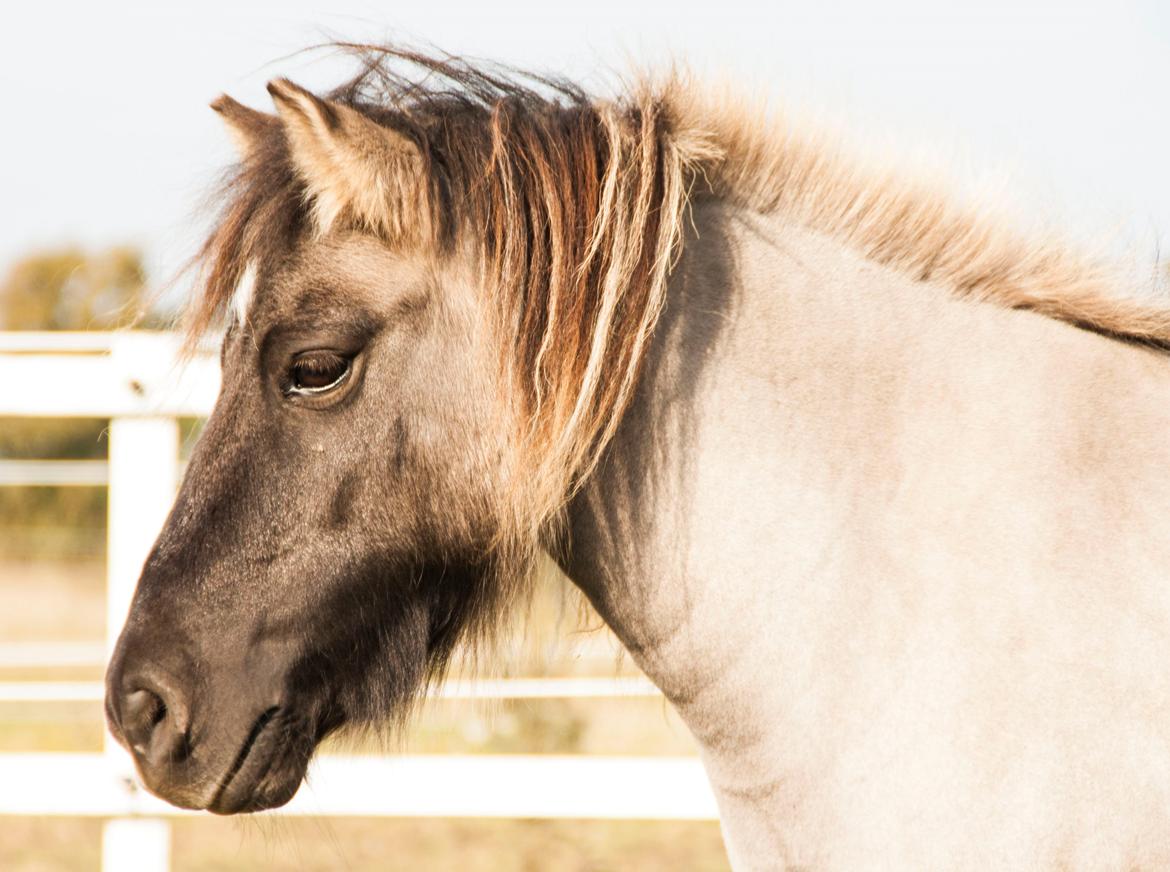 Shetlænder Østergårdens Combardo ''Pony'' billede 9