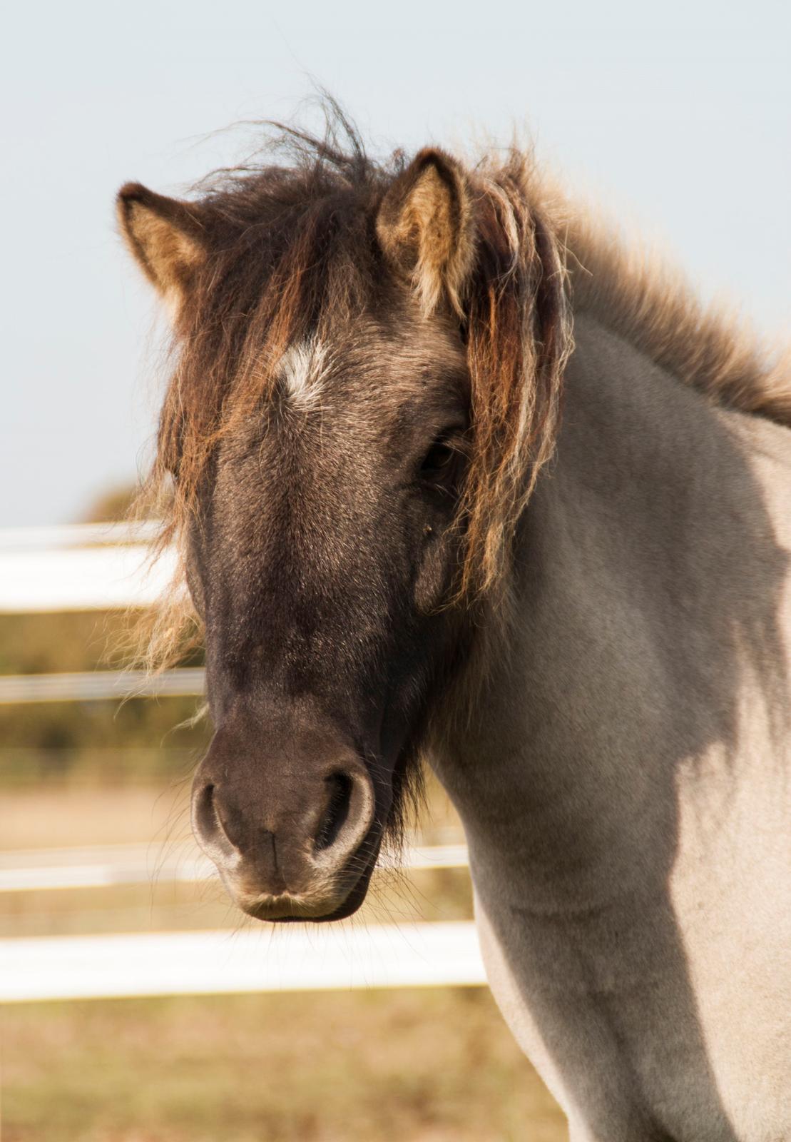 Shetlænder Østergårdens Combardo ''Pony'' billede 1