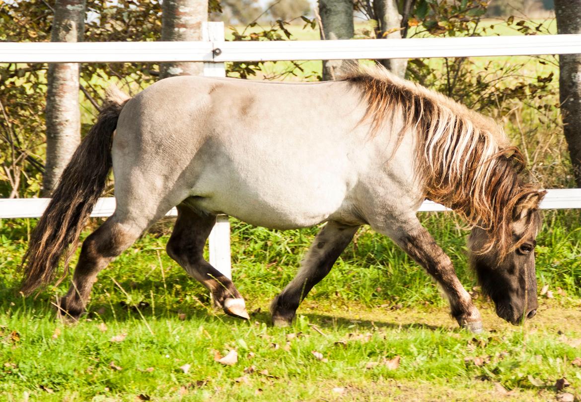 Shetlænder Østergårdens Combardo ''Pony'' billede 14