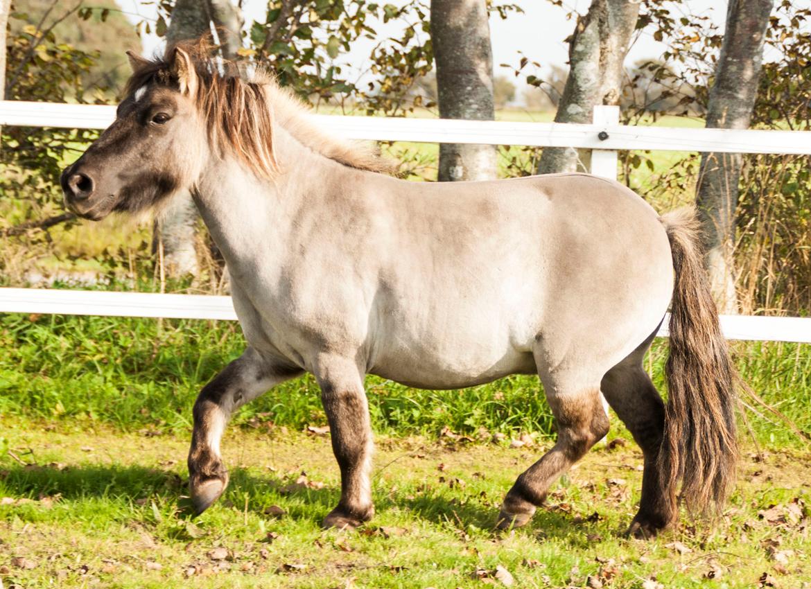 Shetlænder Østergårdens Combardo ''Pony'' billede 6