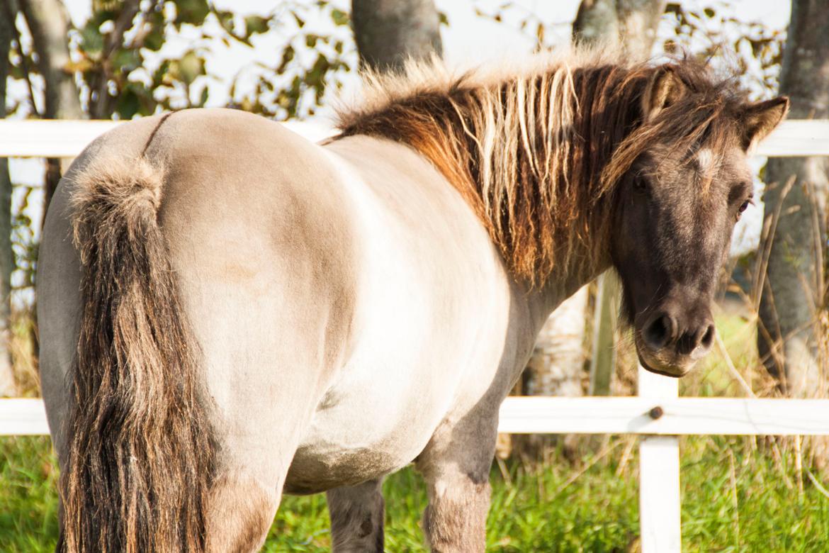 Shetlænder Østergårdens Combardo ''Pony'' billede 16