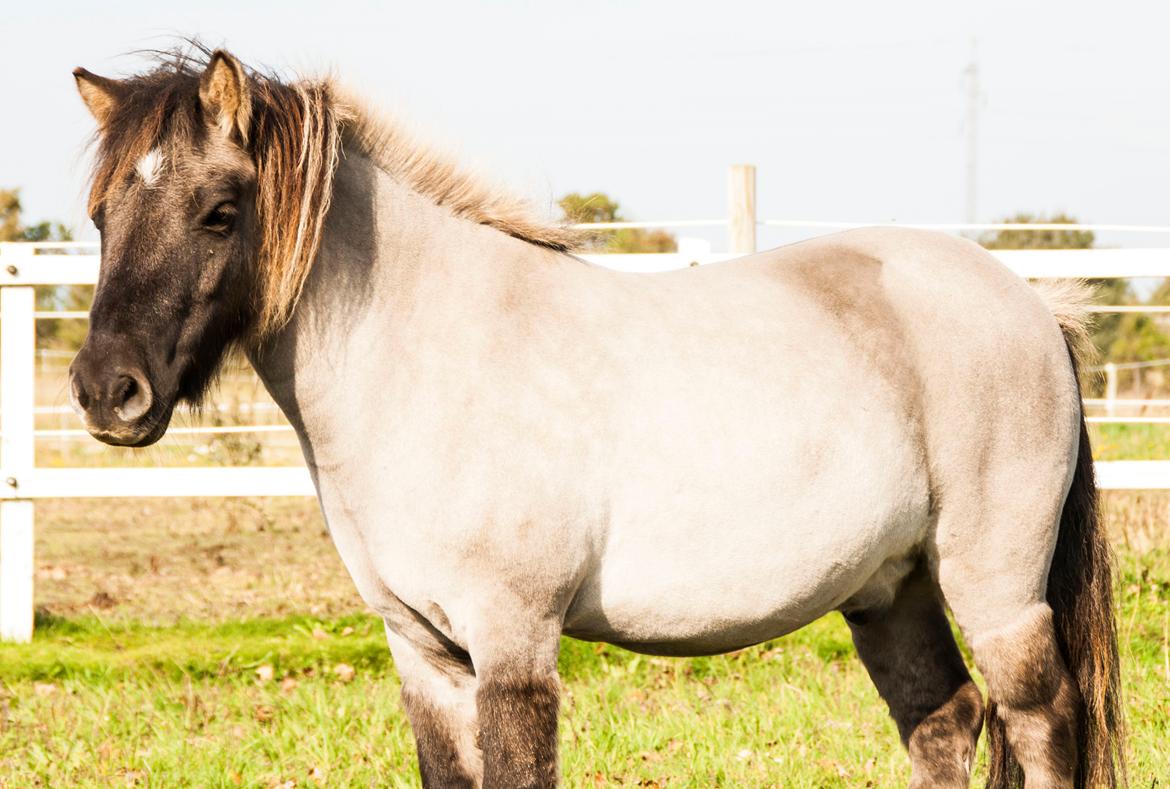 Shetlænder Østergårdens Combardo ''Pony'' billede 4