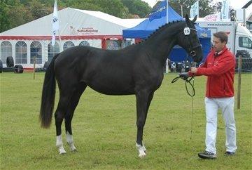 Dansk Varmblod Søgaards Miss Dibaldi billede 7