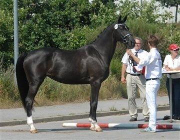 Dansk Varmblod Søgaards Miss Dibaldi billede 12