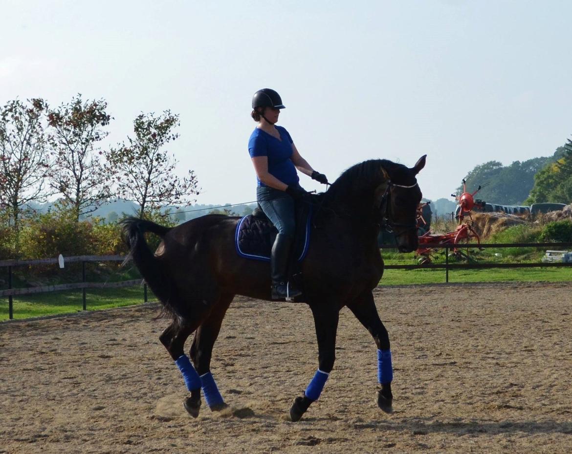 Dansk Varmblod Lewis - Undervisnig ved Sune billede 18