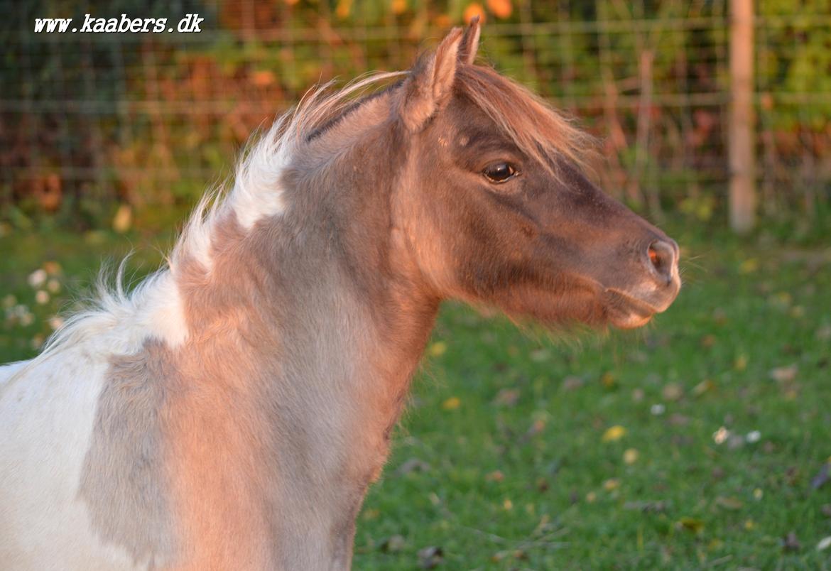 Miniature NKG's Miss Savannah by Comanche billede 15