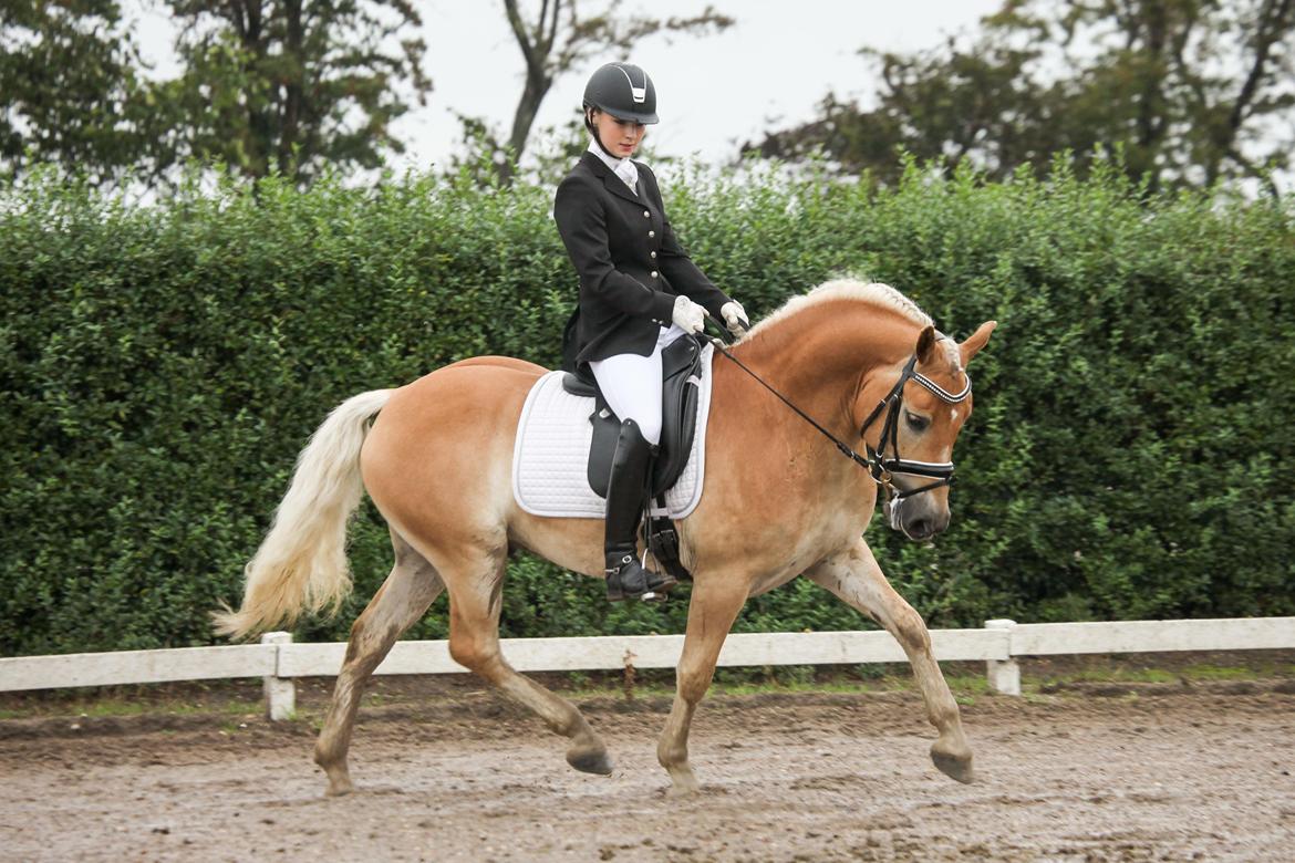 Haflinger Amazing Grace - Stævne på RIR. 67,62% i LD2 efter 4,5 uges (til)ridning <3 billede 6