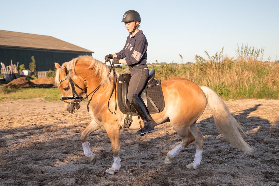 Haflinger Amazing Grace - Ridning på udendørsbane for første gang. Spændende når man ikke har et hegn/barriere at støtte sig op ad :-) billede 7