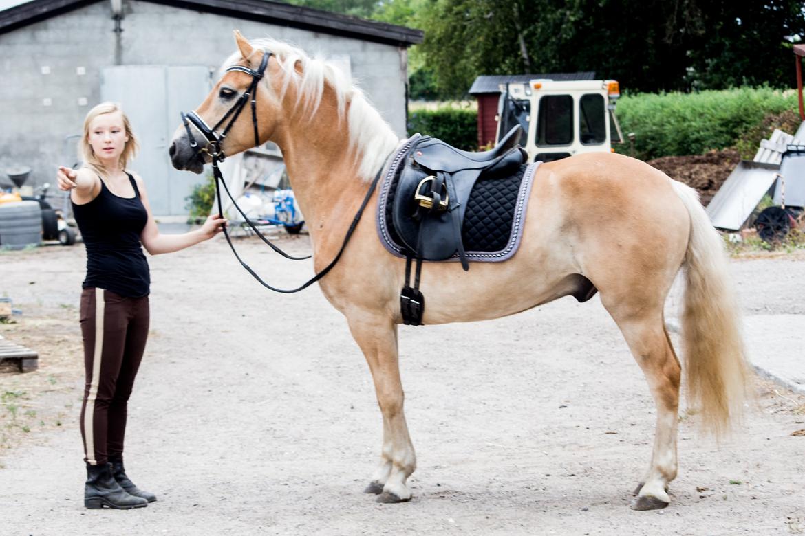 Haflinger Amazing Grace - 1 uge efter hans ankomst, billedet er taget for at kunne se hans udvikling :-) billede 12