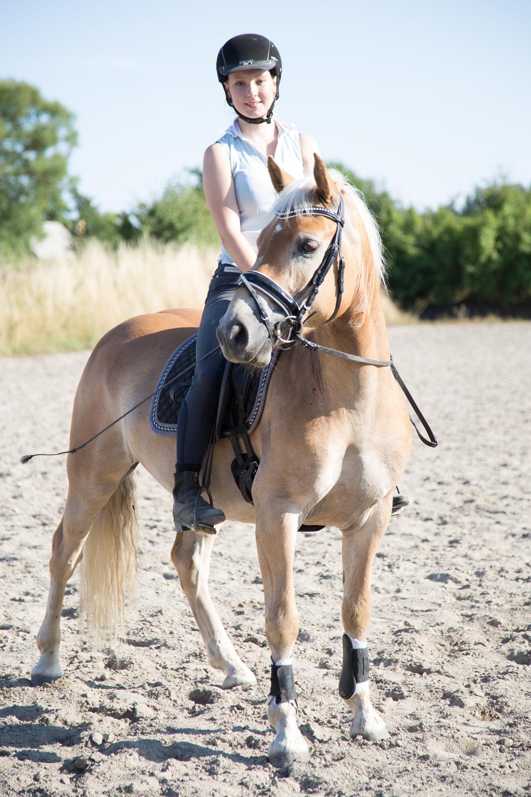 Haflinger Amazing Grace billede 13