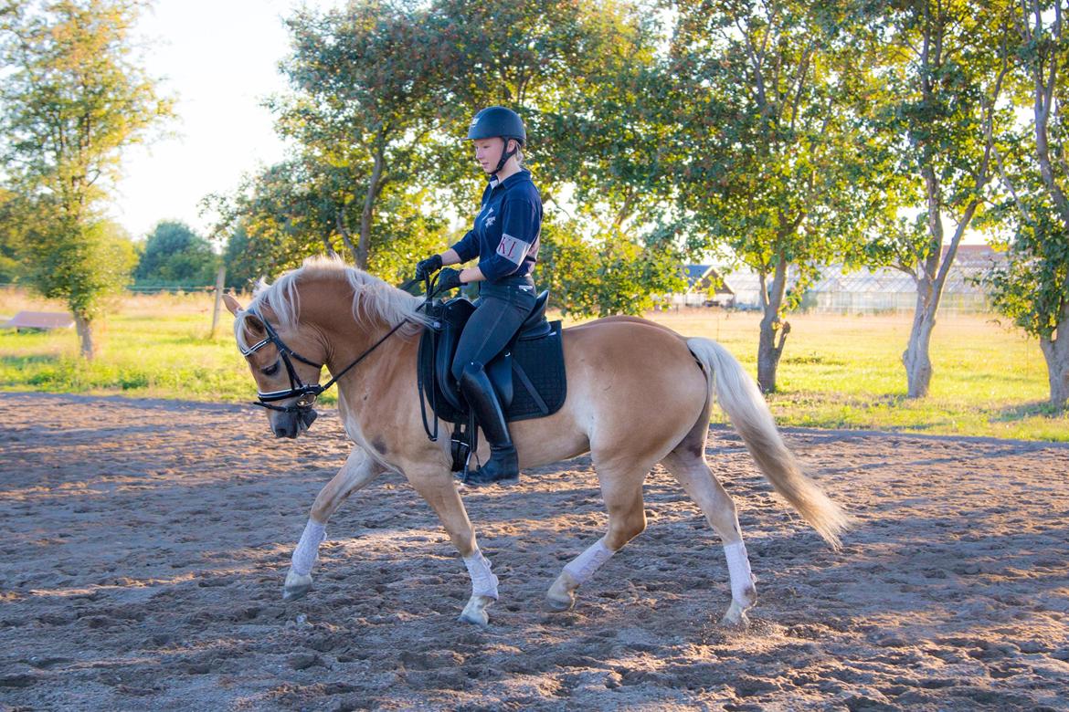 Haflinger Amazing Grace - Den lille dressurstjerne! billede 16