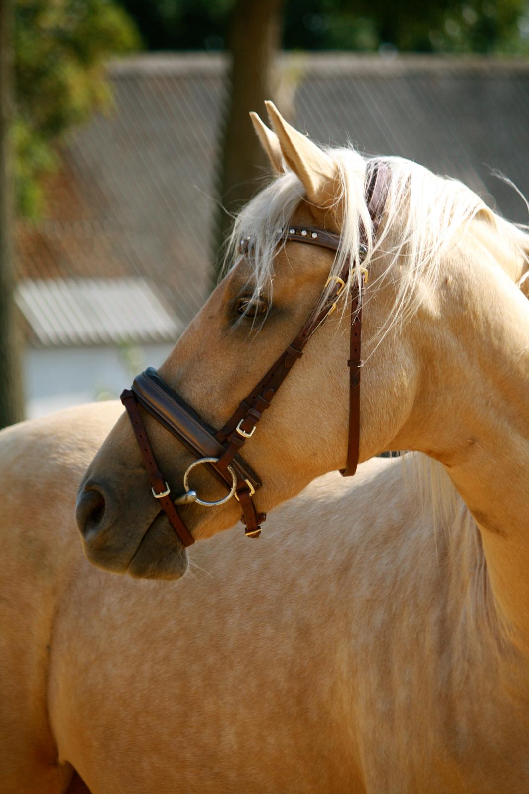 Palomino Hedegaards California Blue billede 29