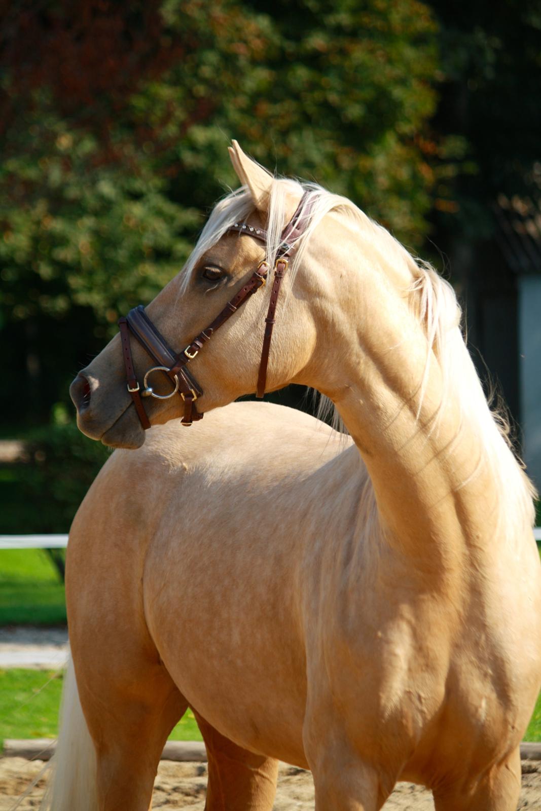 Palomino Hedegaards California Blue billede 1
