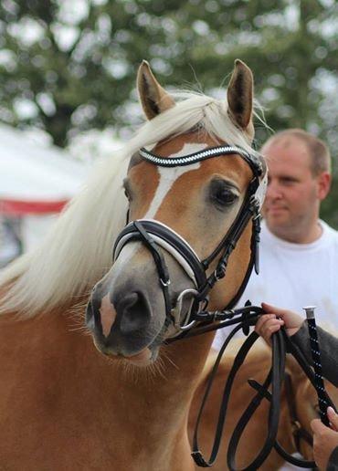 Haflinger My Fair Lady - Velkommen til Lady´s profil :) billede 1