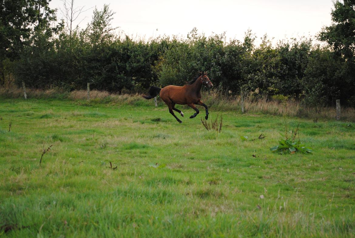 Dansk Varmblod Stridsholts Utaka [ SOLGT ] billede 5