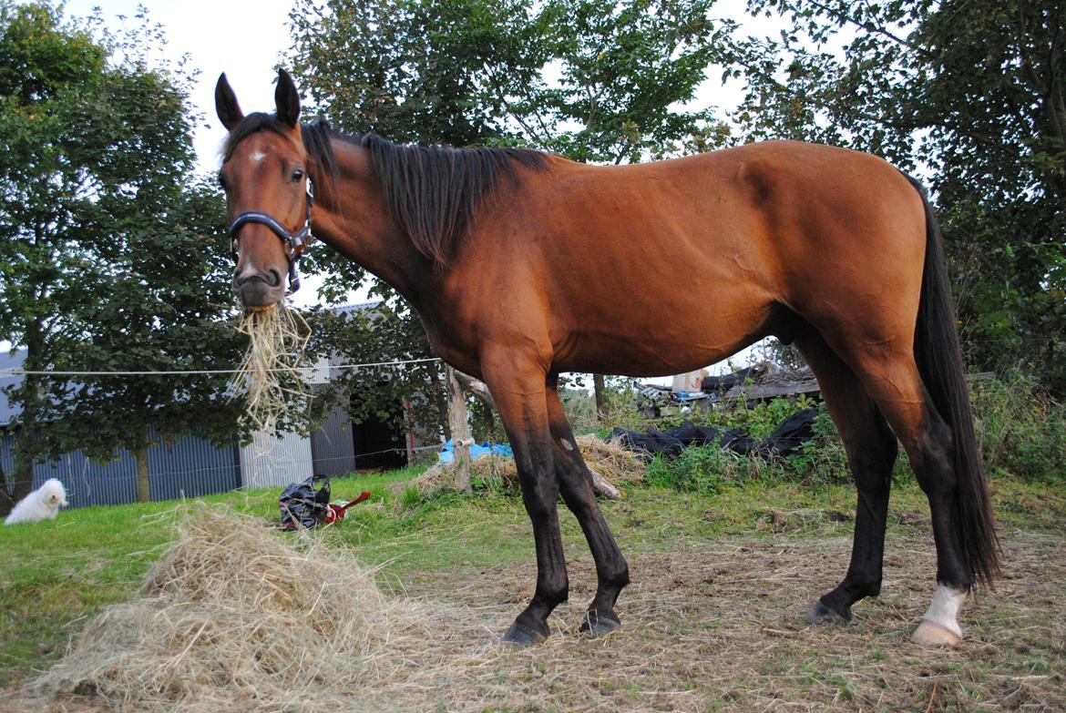 Dansk Varmblod Stridsholts Utaka [ SOLGT ] billede 6