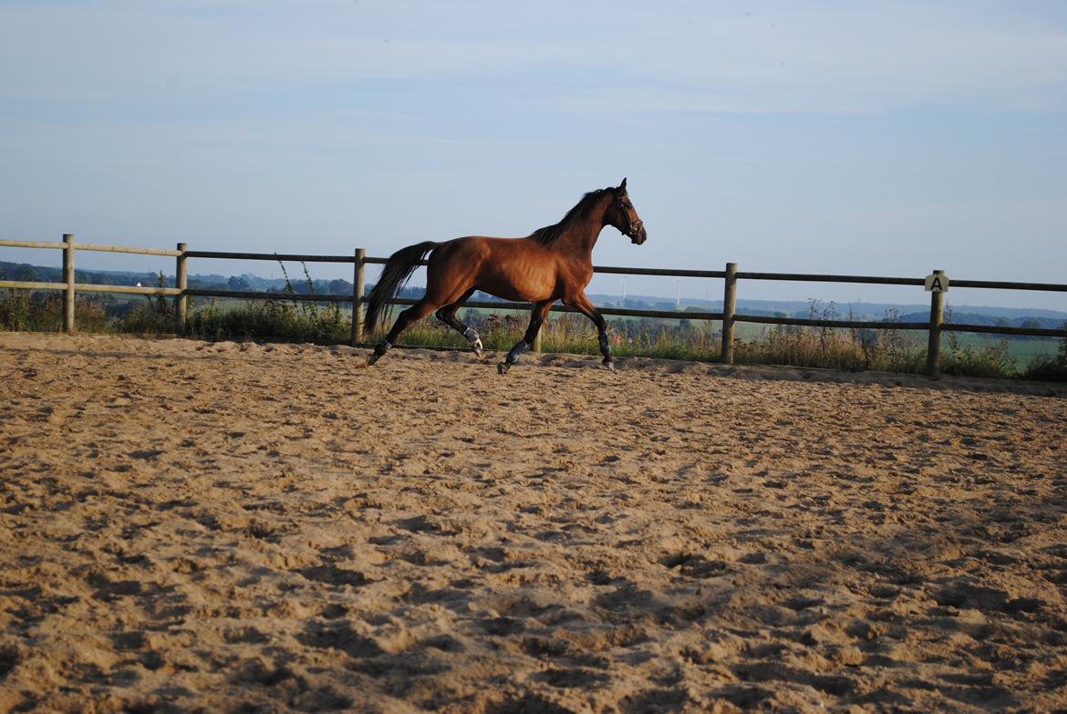 Dansk Varmblod Stridsholts Utaka [ SOLGT ] billede 7