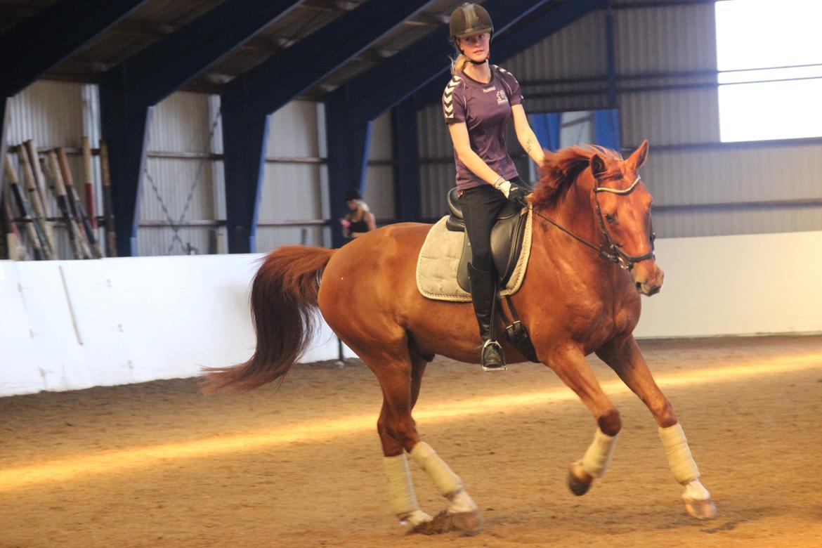 Anden særlig race La Cour <3 billede 13